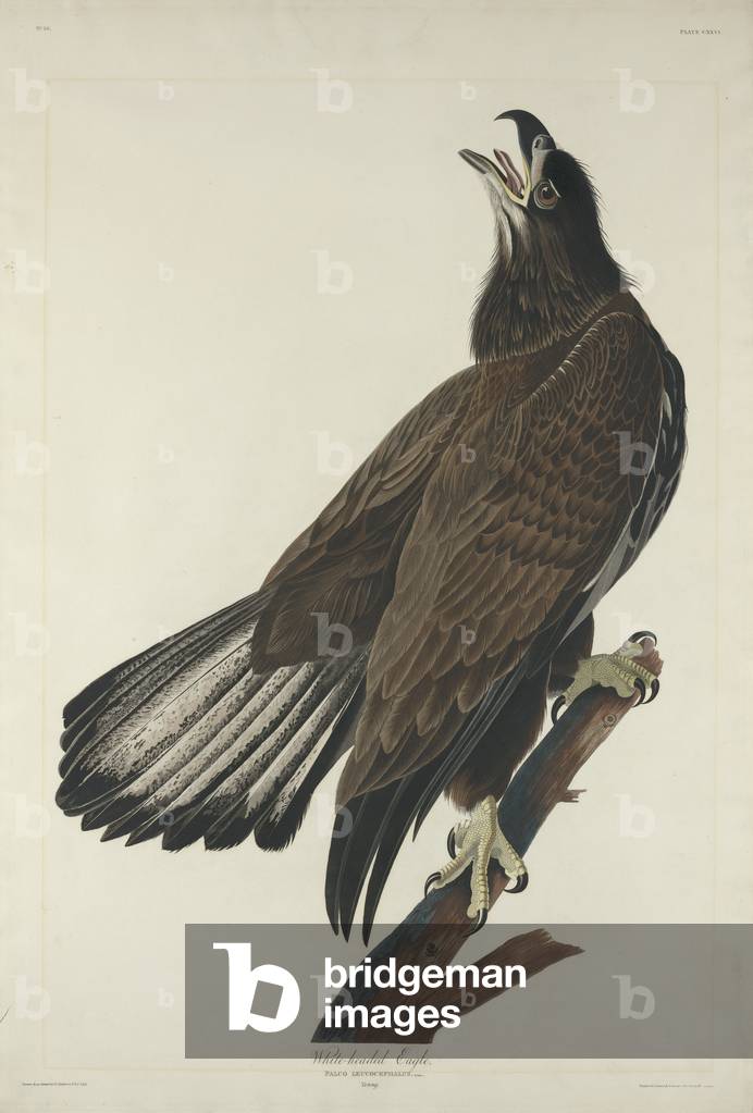 White-Headed Eagle, 1832 (coloured engraving)