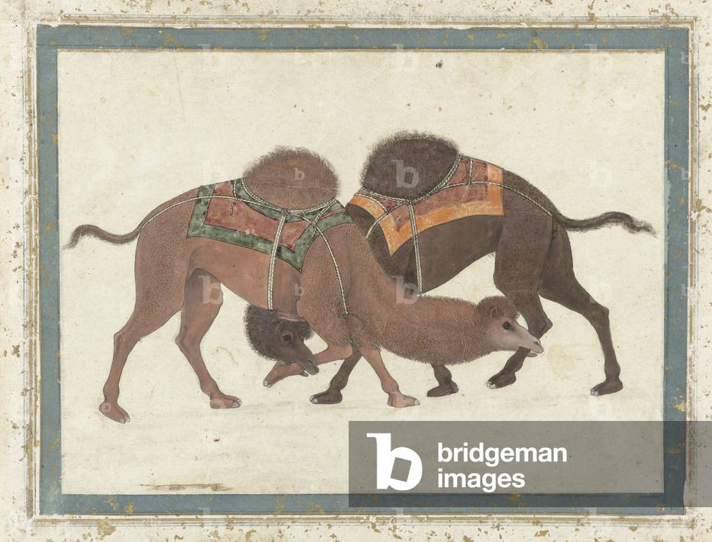 Fighting camels, c.1680-1700 (gouache)
