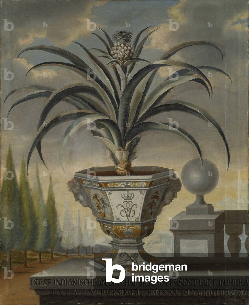 Pineapple plant, 1729 (oil on canvas)