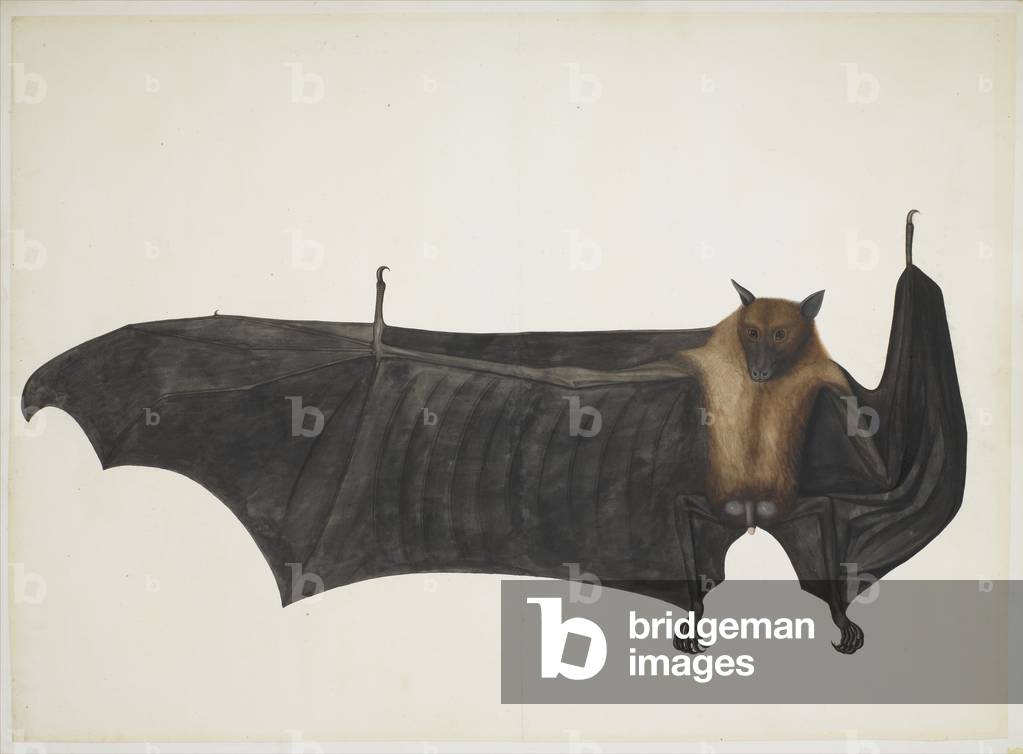 Great Indian Fruit Bat, c.1777-82 (pencil, ink and watercolour on paper)