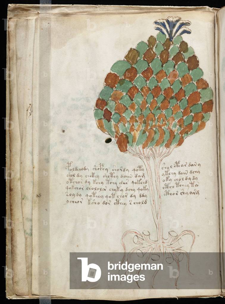 Voynich Manuscript folio 11r, c.1500 (ink on parchment)