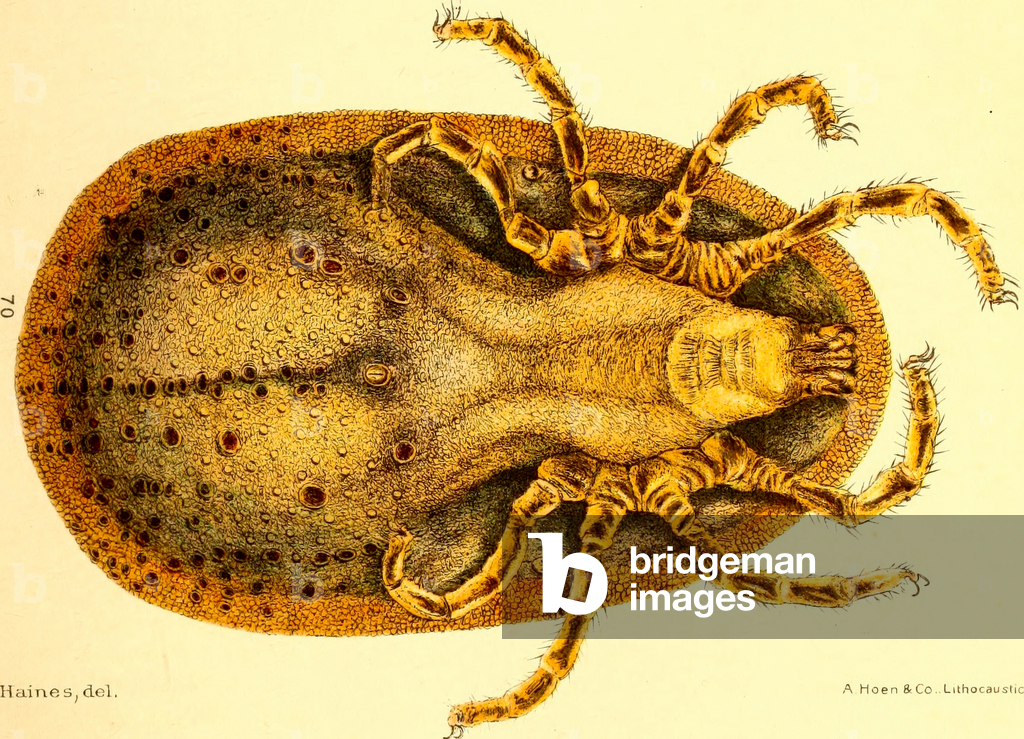 Ventral view of Argus Miniatus, illustration from 