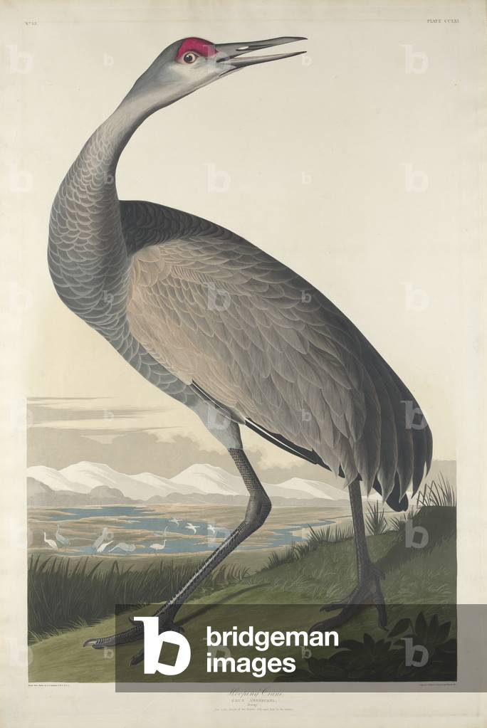 Hooping Crane, 1835 (coloured engraving)