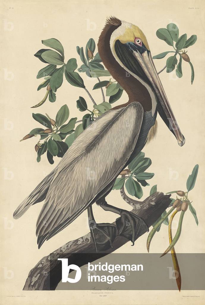 Brown Pelican, 1835 (coloured engraving)