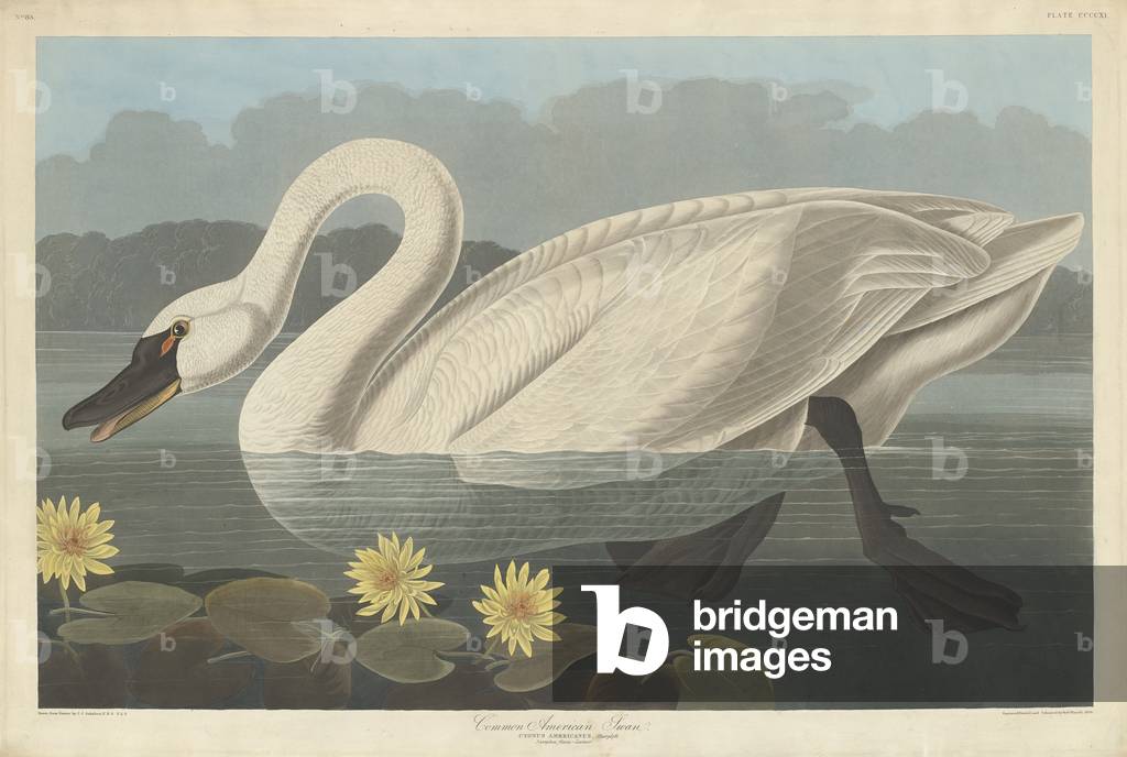 Common American Swan, 1838 (coloured engraving)