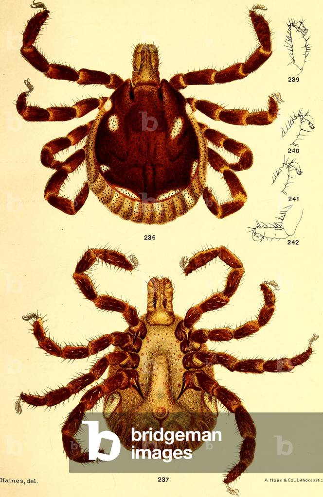 Male Ablyomma Americanum, illustration from 