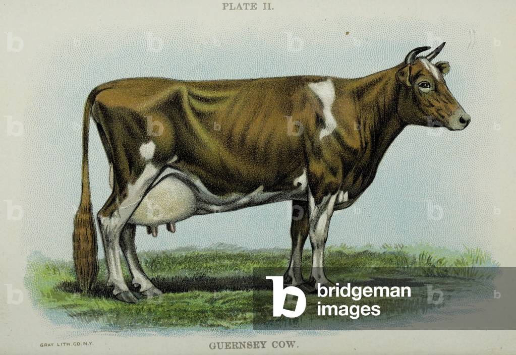 Guernsey Cow, from 'Biggle Cow Book' by Jacob Biggle, 1898 (colour litho)