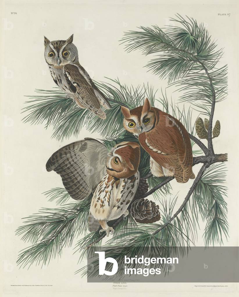 Mottled Owl, 1830 (coloured engraving)