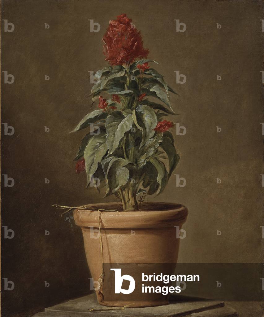 A Potted Plant (oil on canvas)
