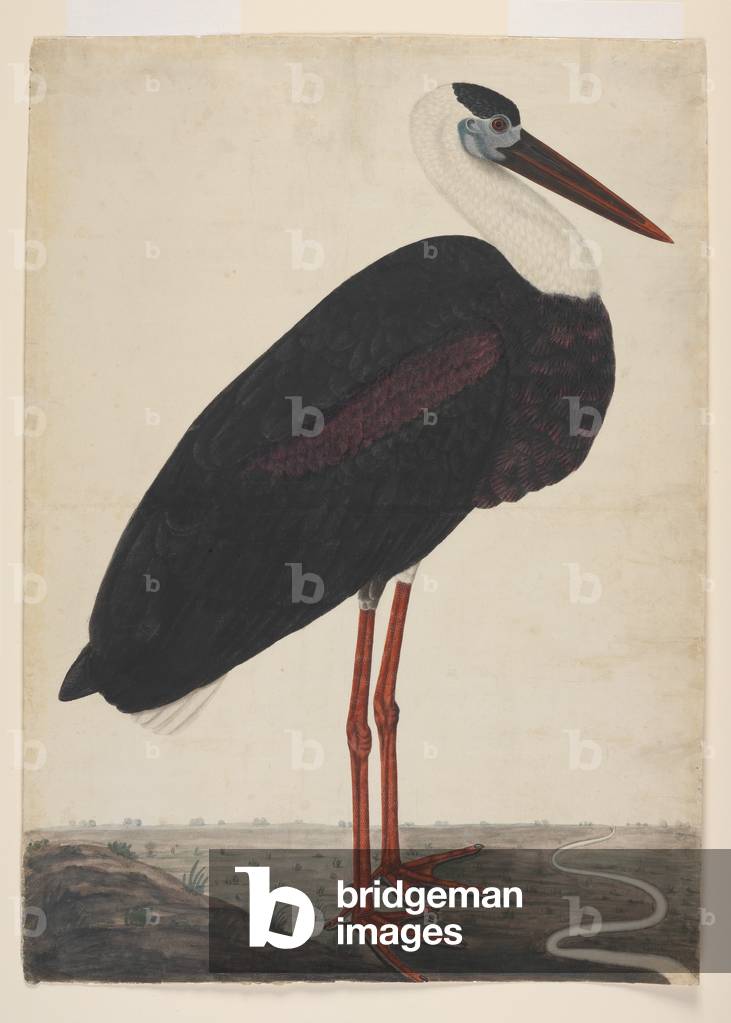 Black Stork in a Landscape, c.1780 (opaque w/c on European paper)