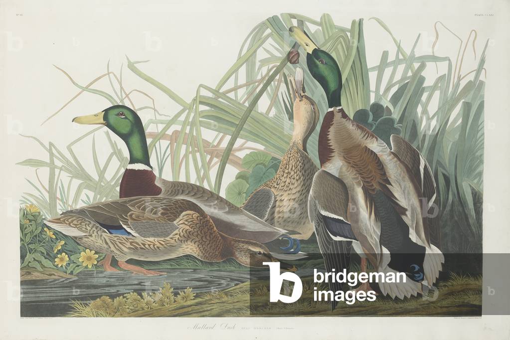 Mallard Duck, 1834 (coloured engraving)