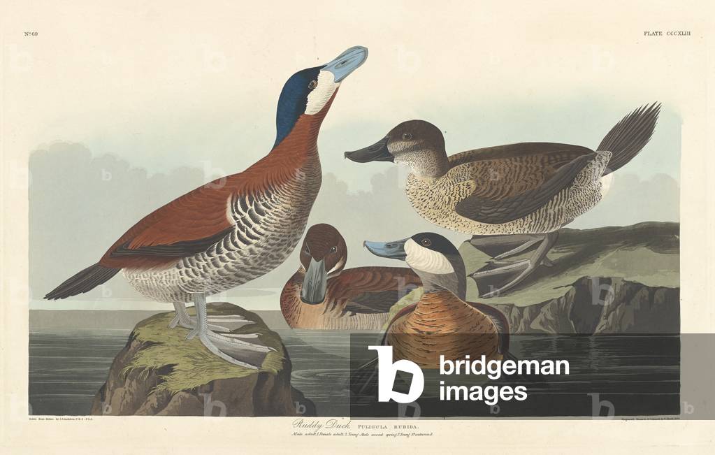 Ruddy duck, 1836 (coloured engraving)