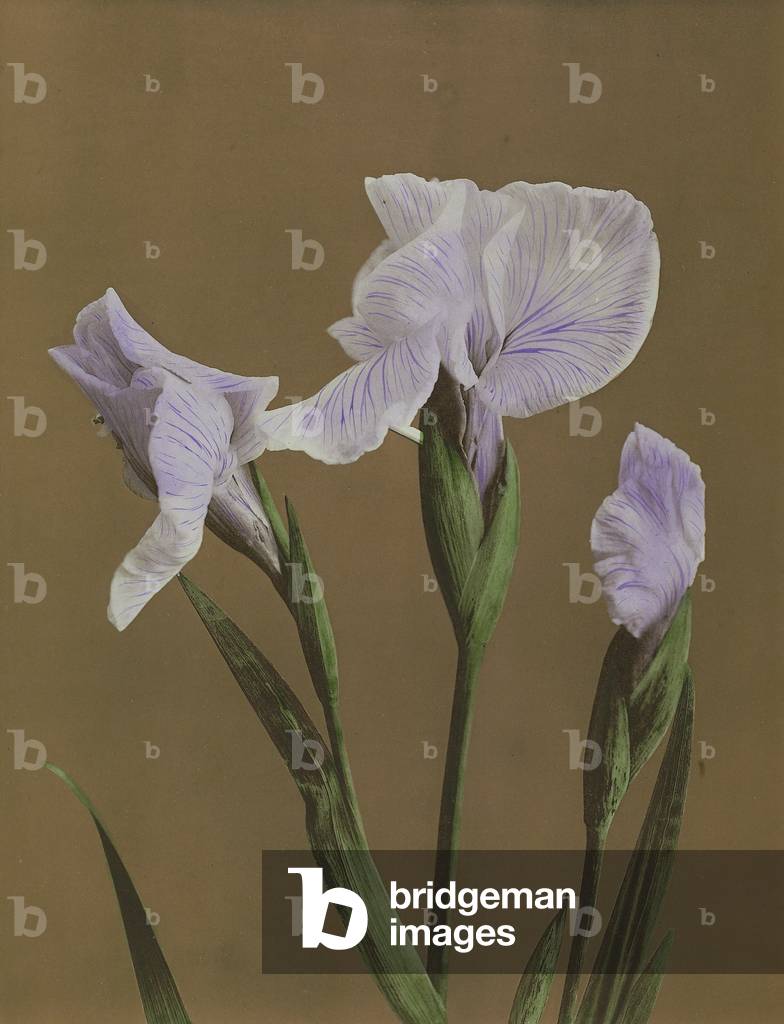 Iris Kaempfer, 1896 (hand-coloured collotype)