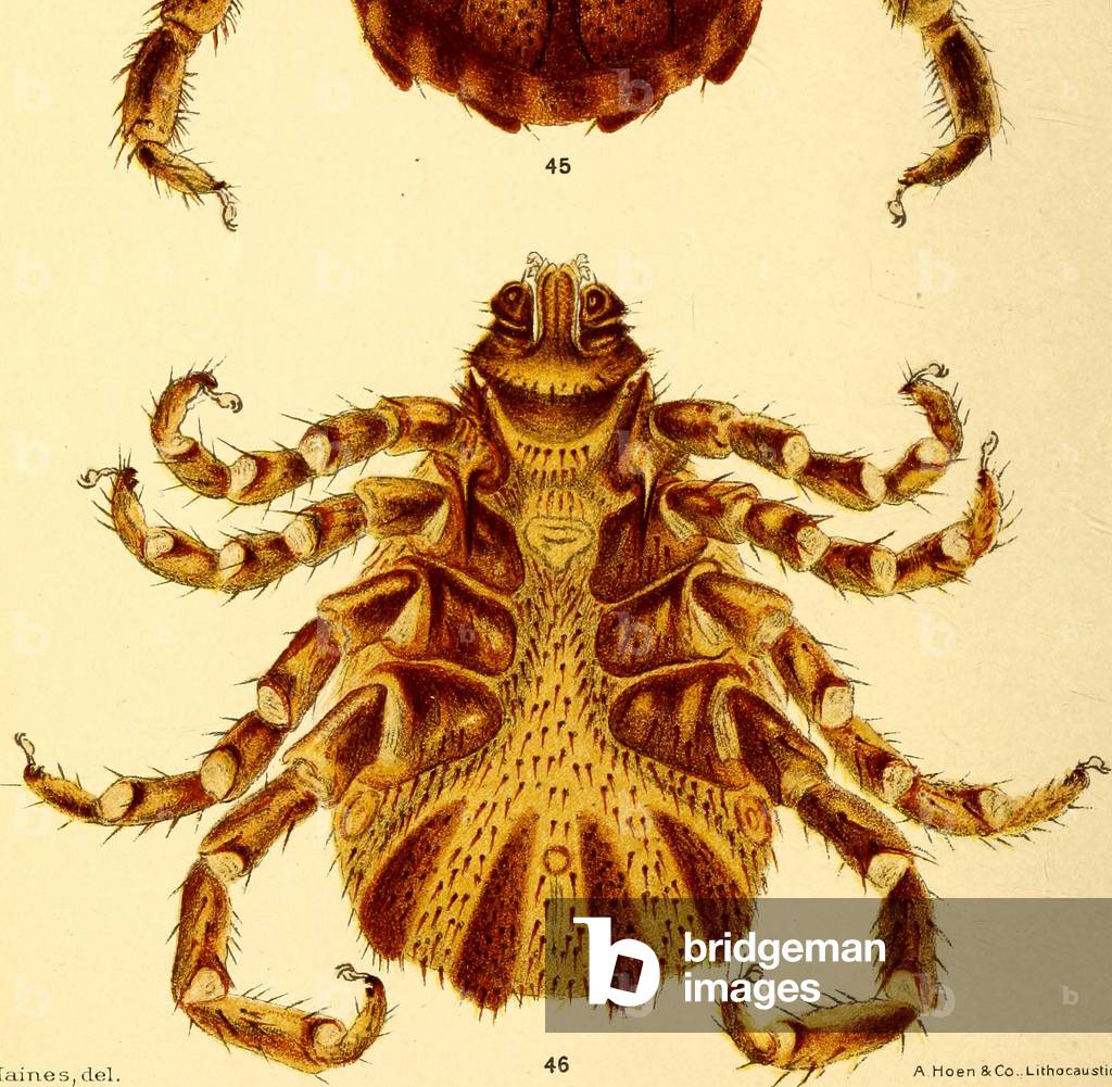 Ventral view of male Boophilus Annulatus, illustration from 