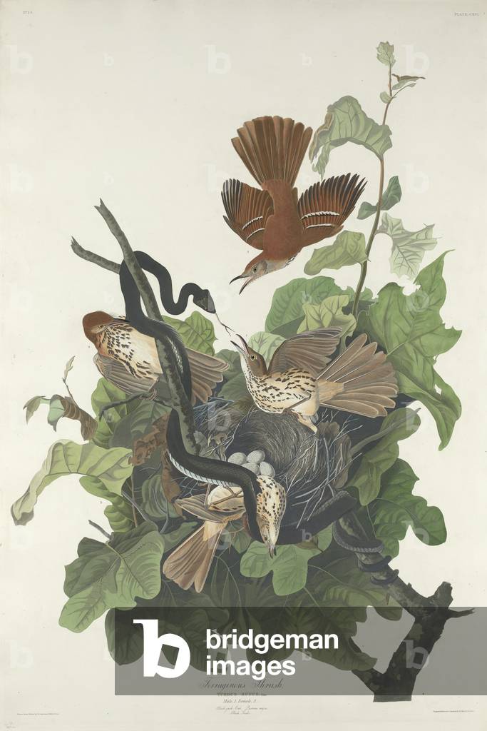 Ferruginous Thrush, 1831 (coloured engraving)