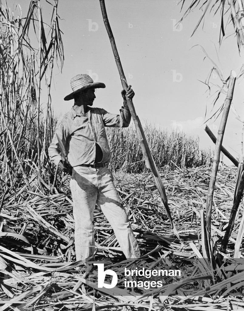 Harvesting sugarcane in Cuba, c.1940 (b/w photo)