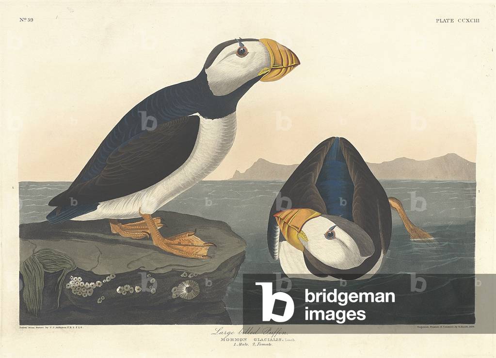 Large-billed Puffin, 1836 (coloured engraving)
