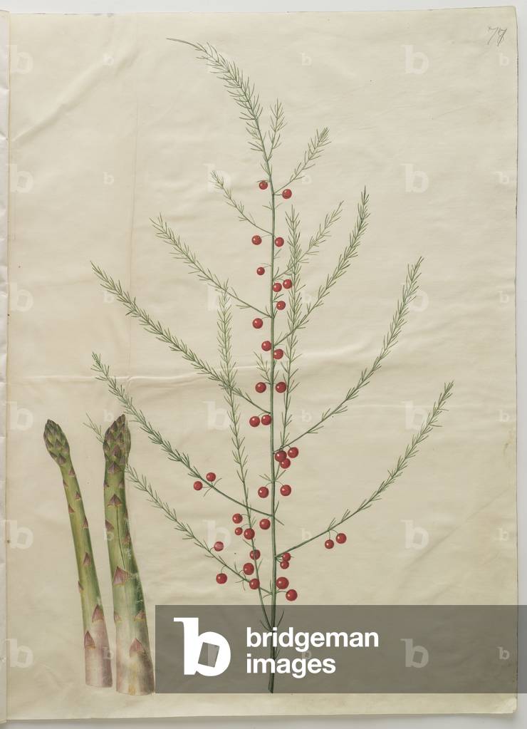 Asparagus officinalis from the album Gottorfer Codex, c.1650 (gouache on parchment) 