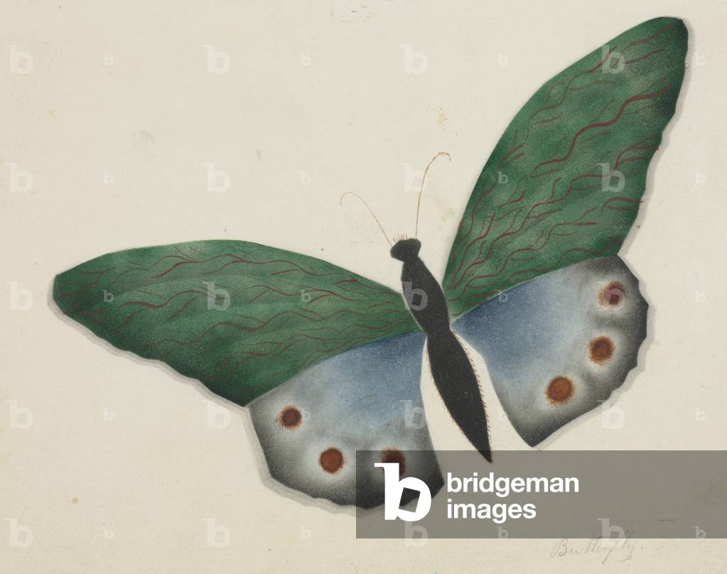 Schmetterling (w/k)