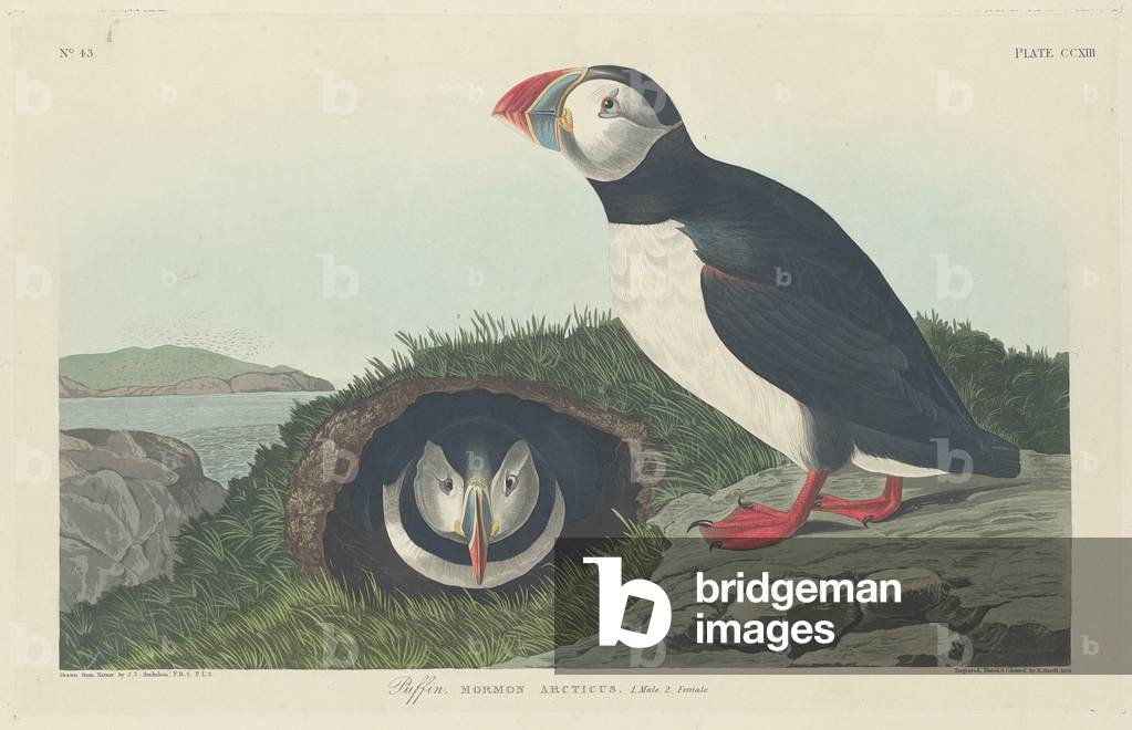 Puffin, 1834 (coloured engraving)