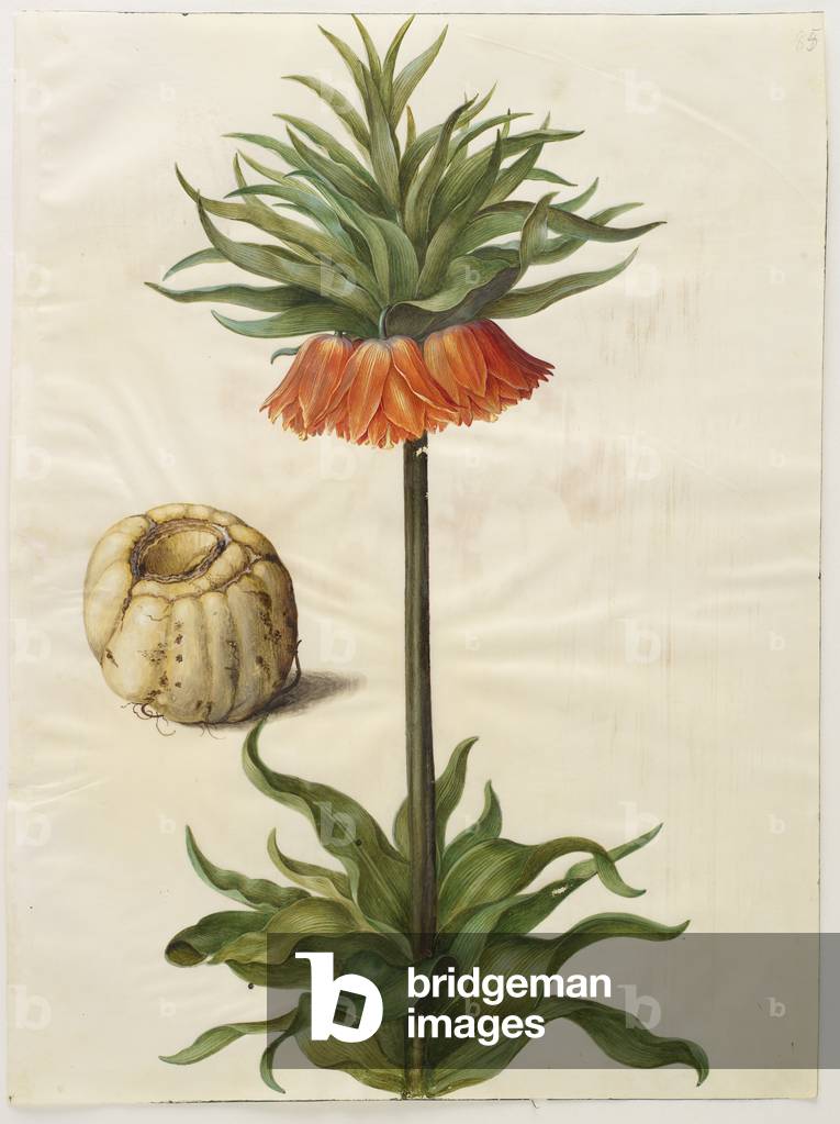 Fritilleria imperialis from the album Gottorfer Codex, c.1650 (gouache on parchment) 