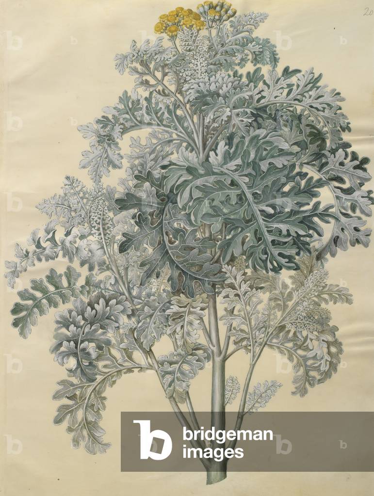 Jacobaea maritima from the album Gottorfer Codex, c.1650 (gouache on parchment) 