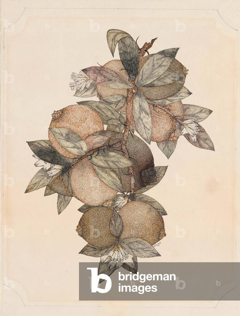 Pomegranate Fruit, 1867 (pen and ink on wove paper)