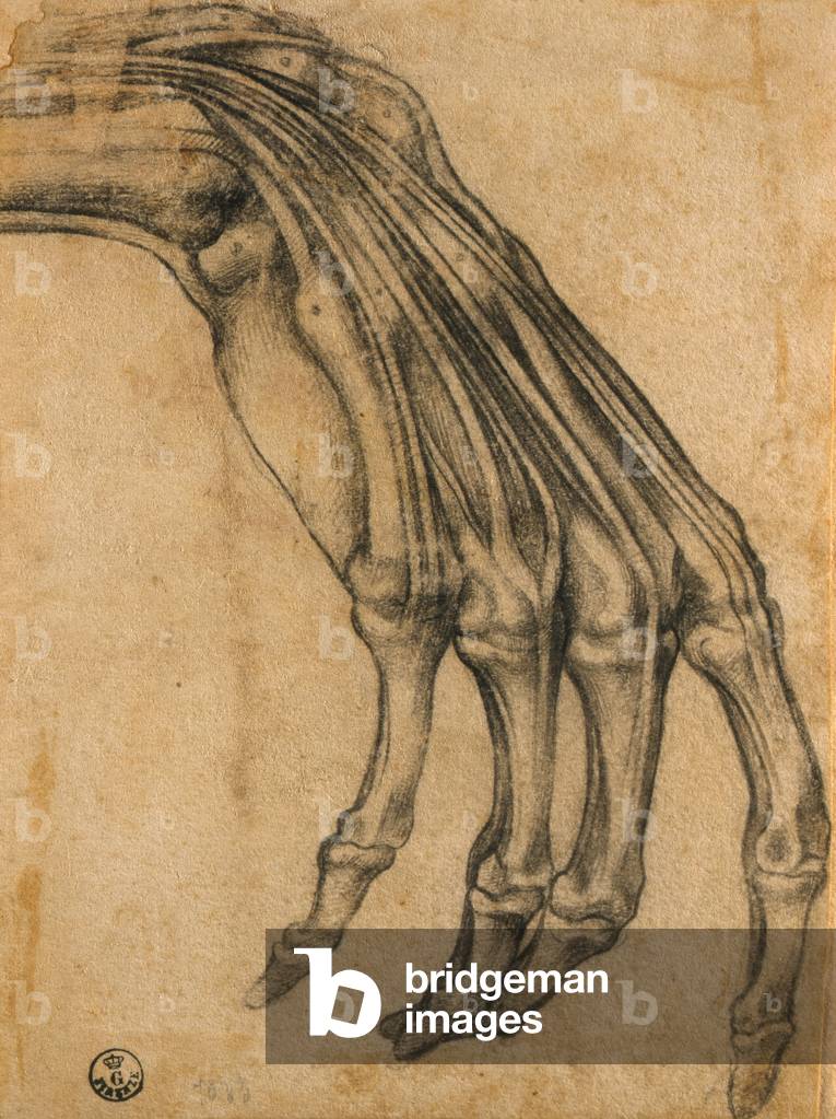 Anatomical Study of a Hand (pencil on paper)