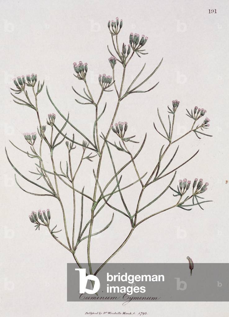 "Cuminum cyminum: edito da Dr. Woodville"