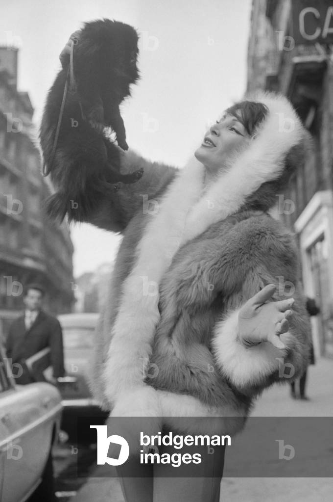 Presentation of fur fashion, Paris, October 14, 1960 : French model Lucky (Lucie Daouphars) wearing a guanaco jacket, with a dog (b/w photo)