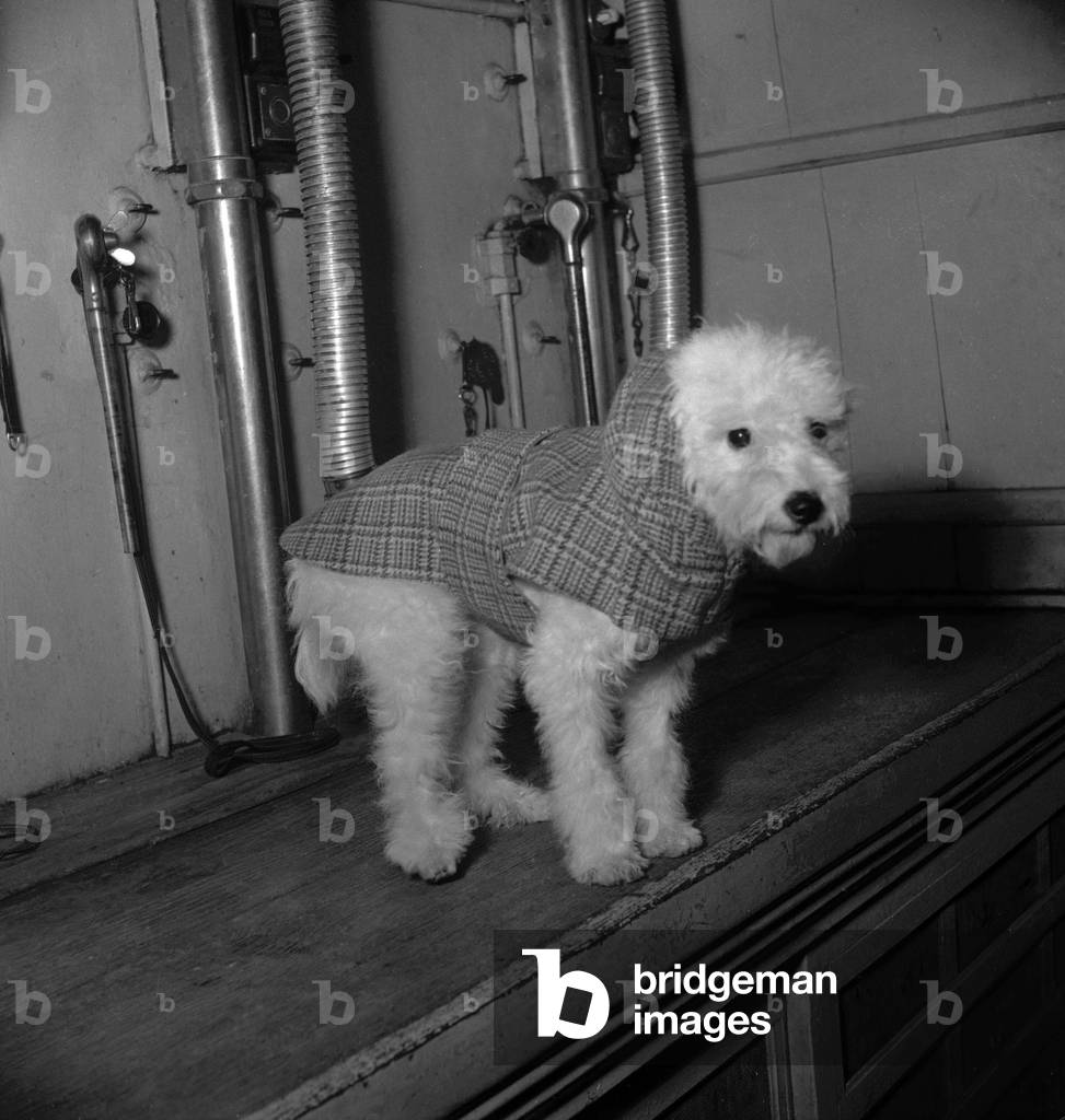Dog's fashion, Paris, September 1949 (b/w photo)