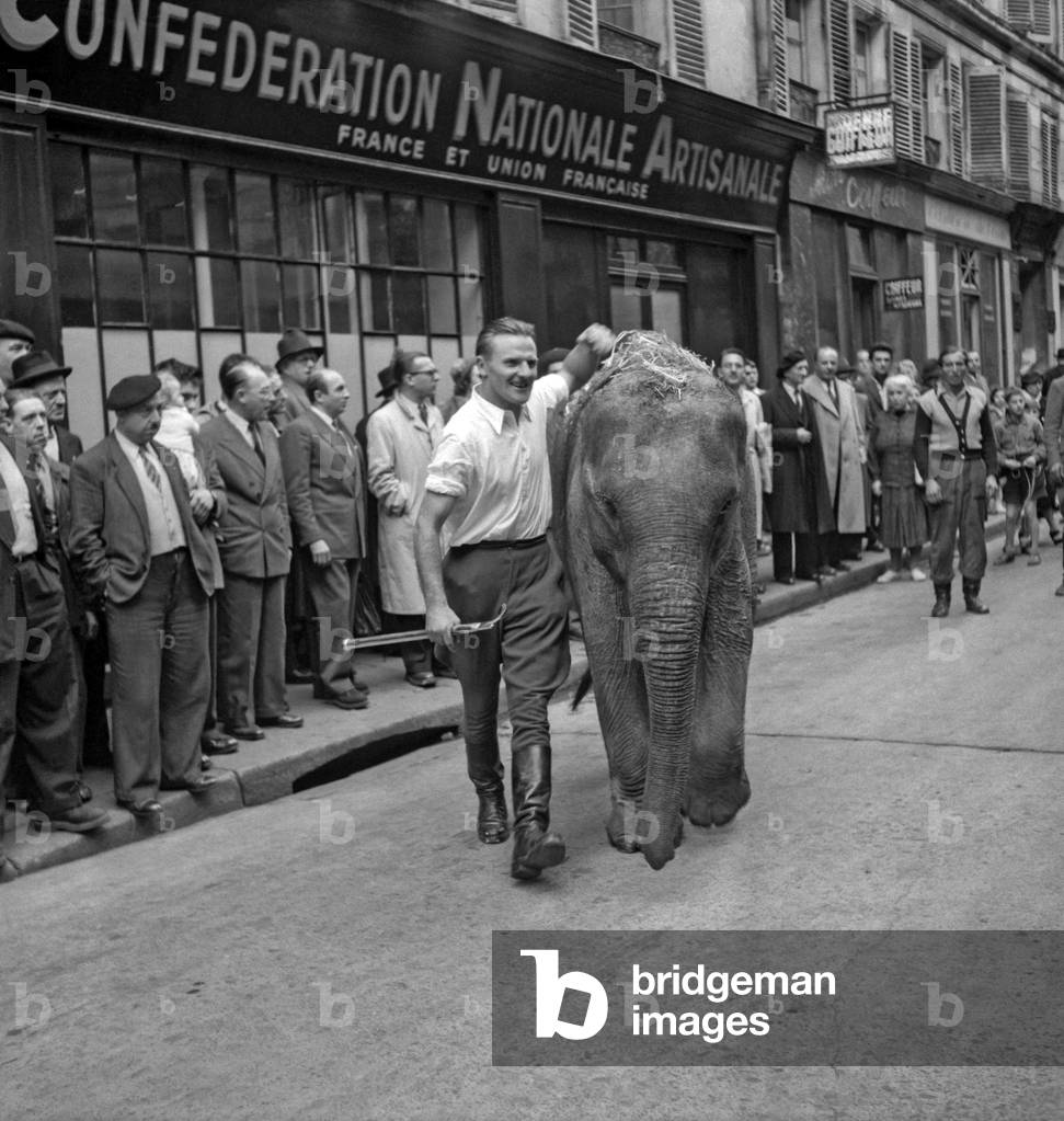 Austrian tamer Steinman (austrian Tamer Working In Pinder Circus But Dismissed Because Of Insufficiency), is showing his talent at the Cirque d'Hiver, Paris, October 22, 1949 : Steinman and an elephant (b/w photo)