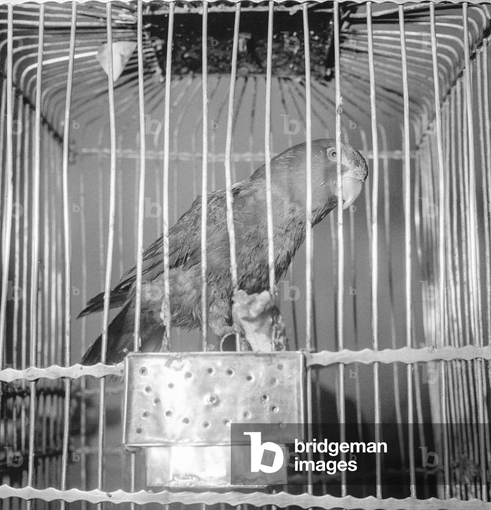 Birds exhibition in Paris, February 4, 1950 : here 