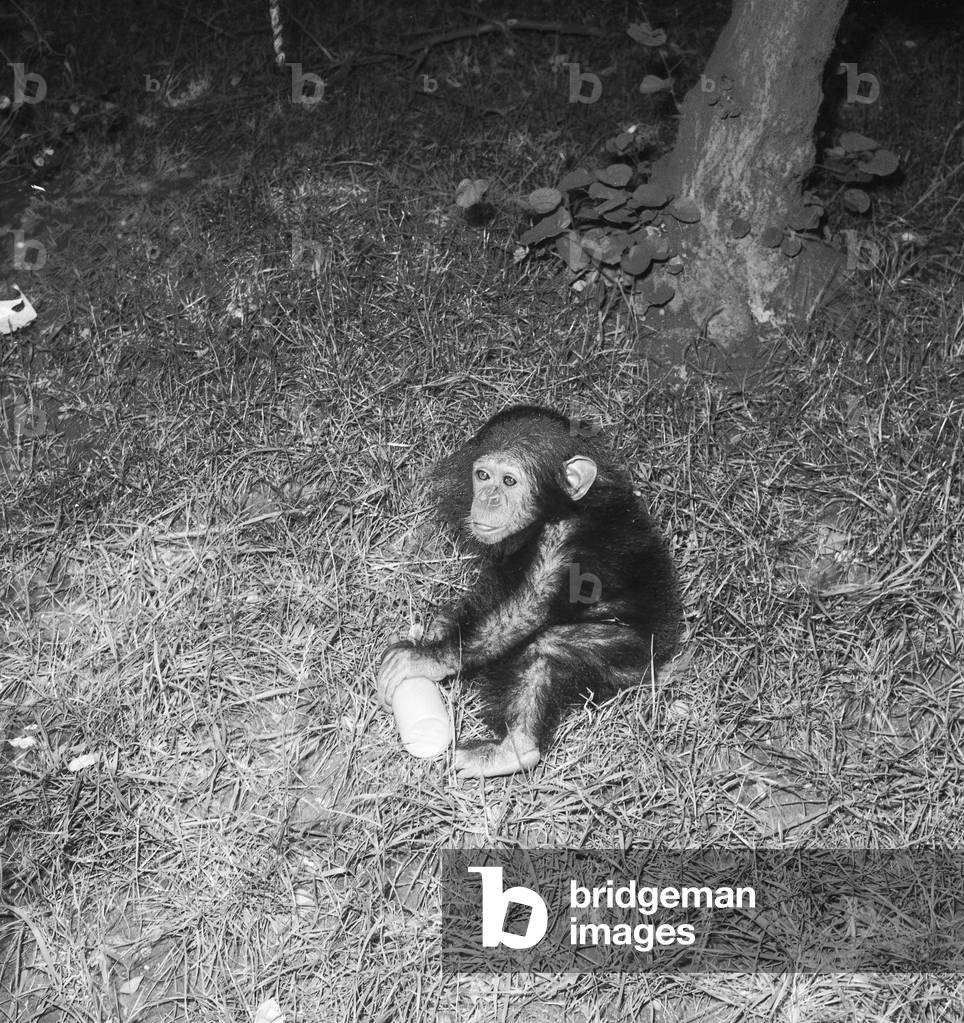 Young Chimpanze