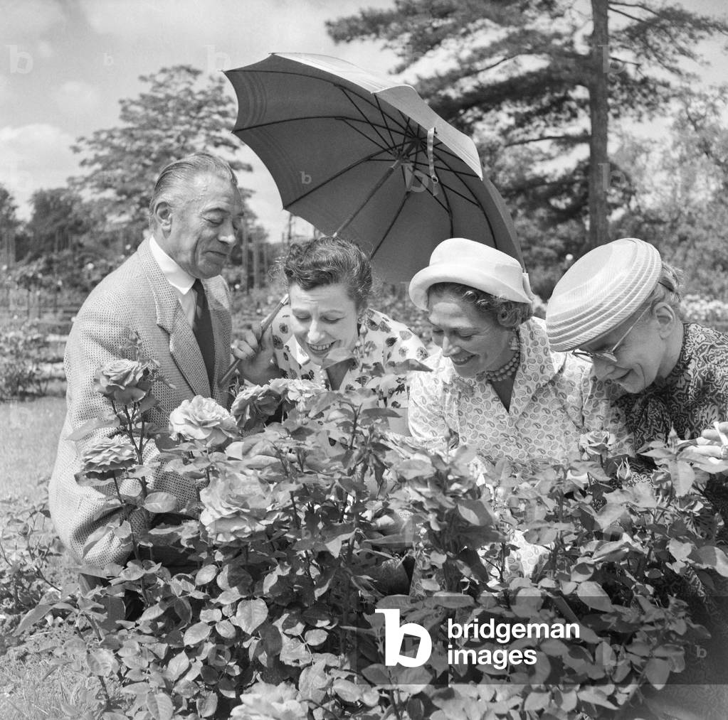 Contest of the Most Beautiful Rose