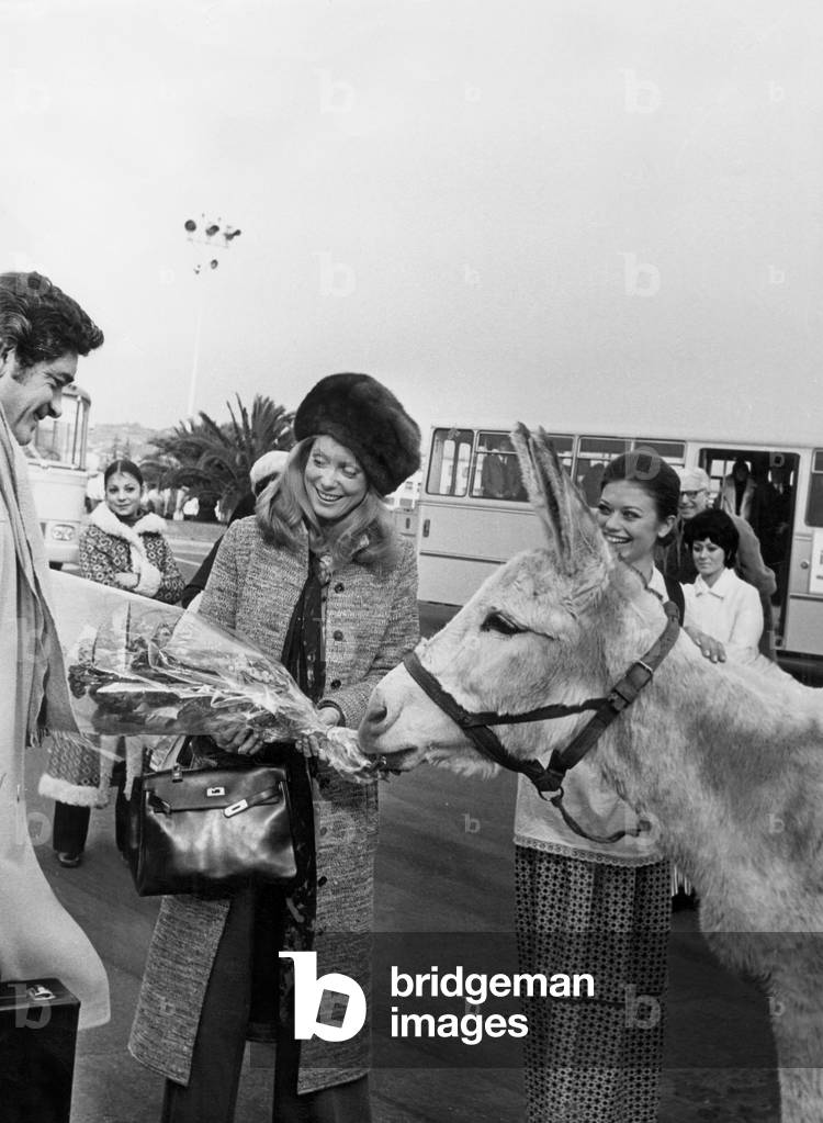 Catherine Deneuve (Hermes Bag) and the Donkey Pipo (Deneuve Saved Pipo From Slaughterhouse) December 21, 1970 at Nice Airport (French Riviera), France (For Presentation of Film 