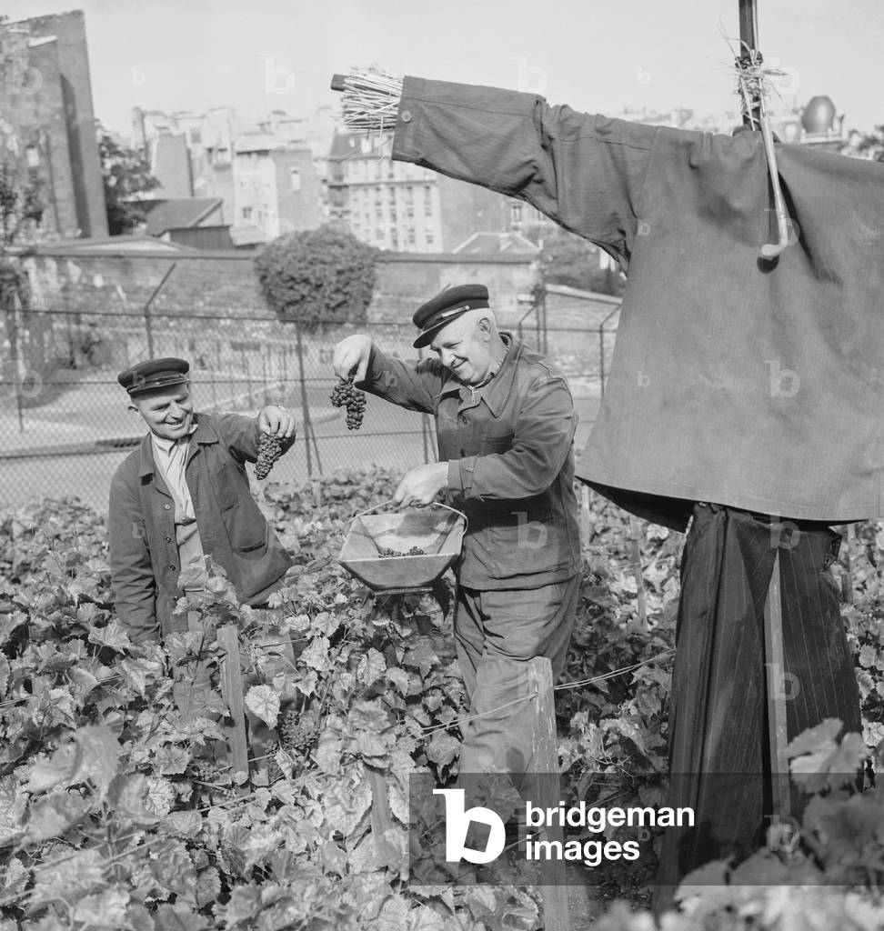 Before grape harvest in Montmartre, Paris, September 21, 1960 (b/w photo)