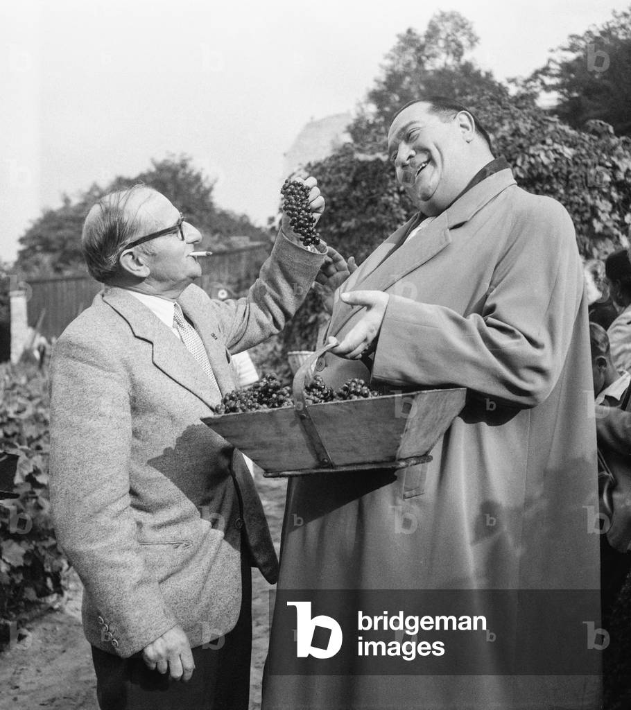 Montmartre, Paris : Gabriello during the grape harvest in the vineyard, October 1951 (b/w photo)