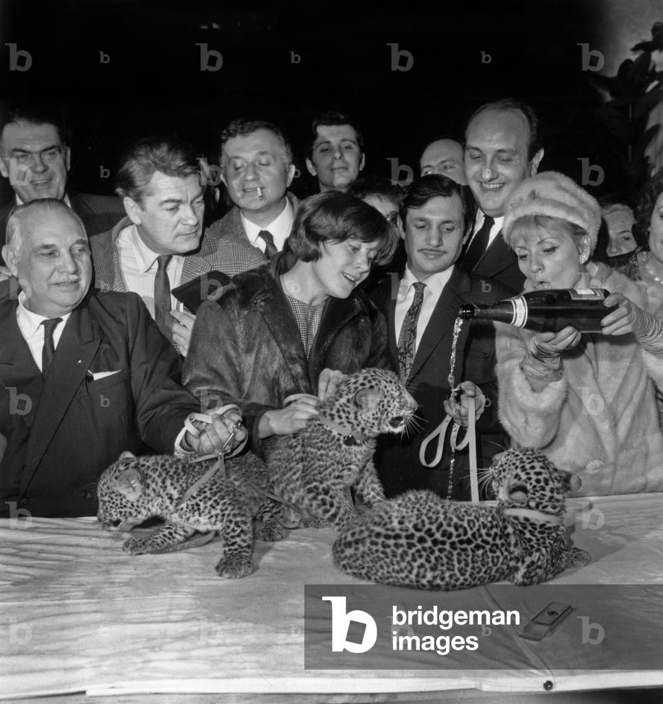 Joseph Bouglione, Jean Marais, Jean Richard, Colette Renard, Firmin Bouglione, Pierre Tchernia and Annie Cordy in Paris For Naming of 3 Little Panthers (b/w photo)
