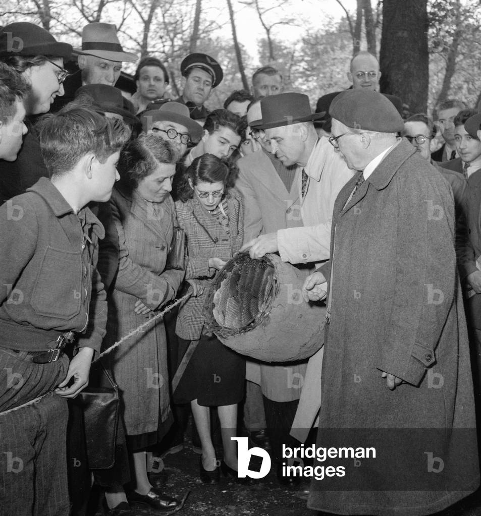 Beekeeping lesson in Paris, April 20, 1950 (b/w photo)