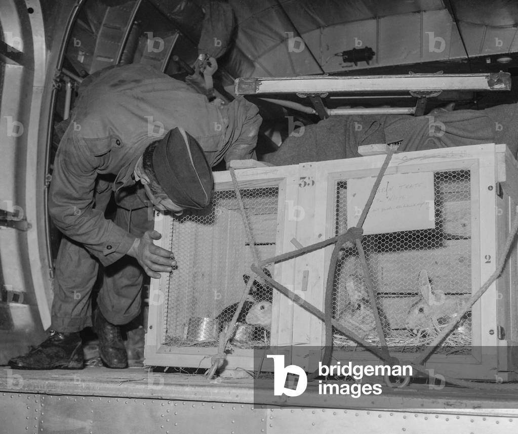 Rabbits arriving in Paris from Reggane (Algeria) after the 3rd French nuclear test, to be observed by scientists, December 29, 1960 (b/w photo)