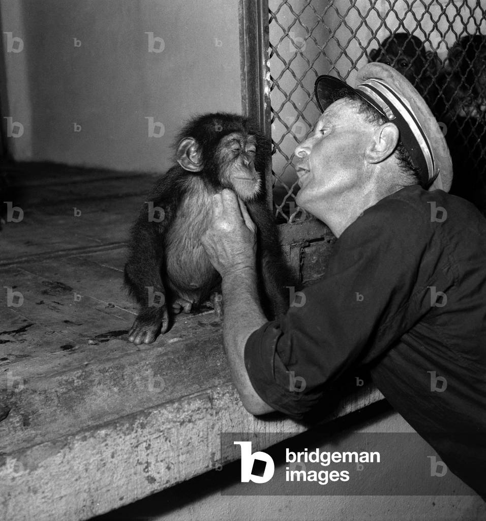 A new animal at the zoo : here a chimpanzee July 27, 1949, Paris (b/w photo)