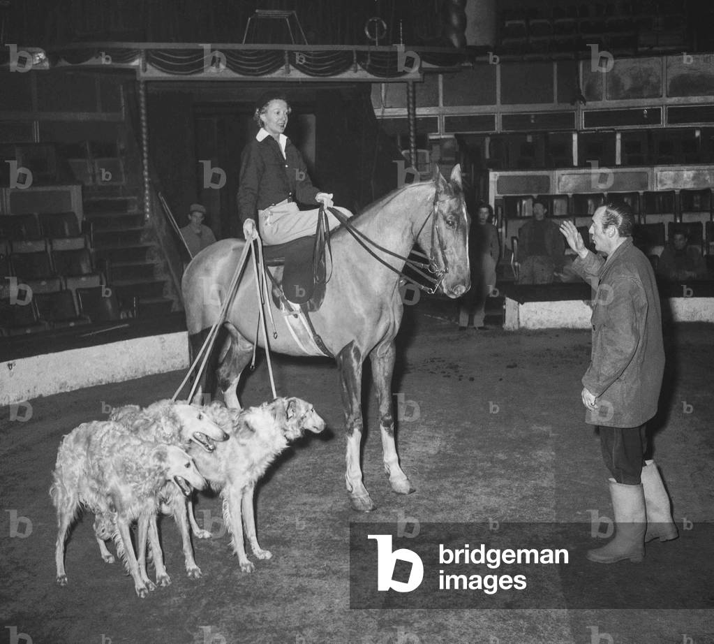 Rehearsal of the Gala of Union of Artists, Paris, March 16, 1950 : French actress Annie Ducaux on a horse keeping dogs (greyhound) on a leash (b/w photo)
