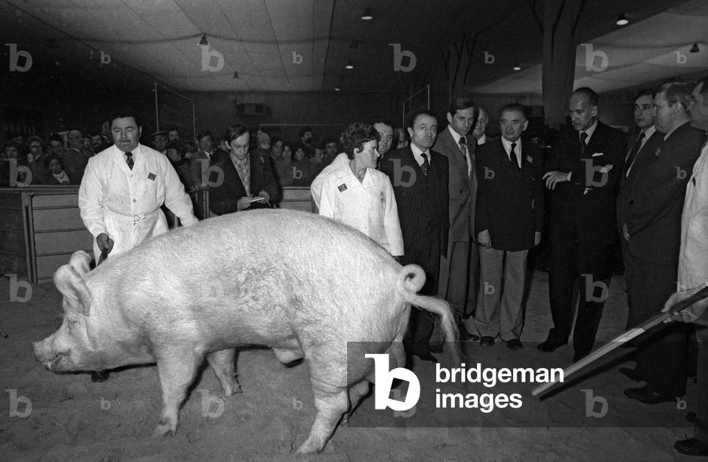 Paris agriculture show, March 8, 1977 : French president Valery Giscard d'Estaing (VGE) watching a pig (b/w photo)