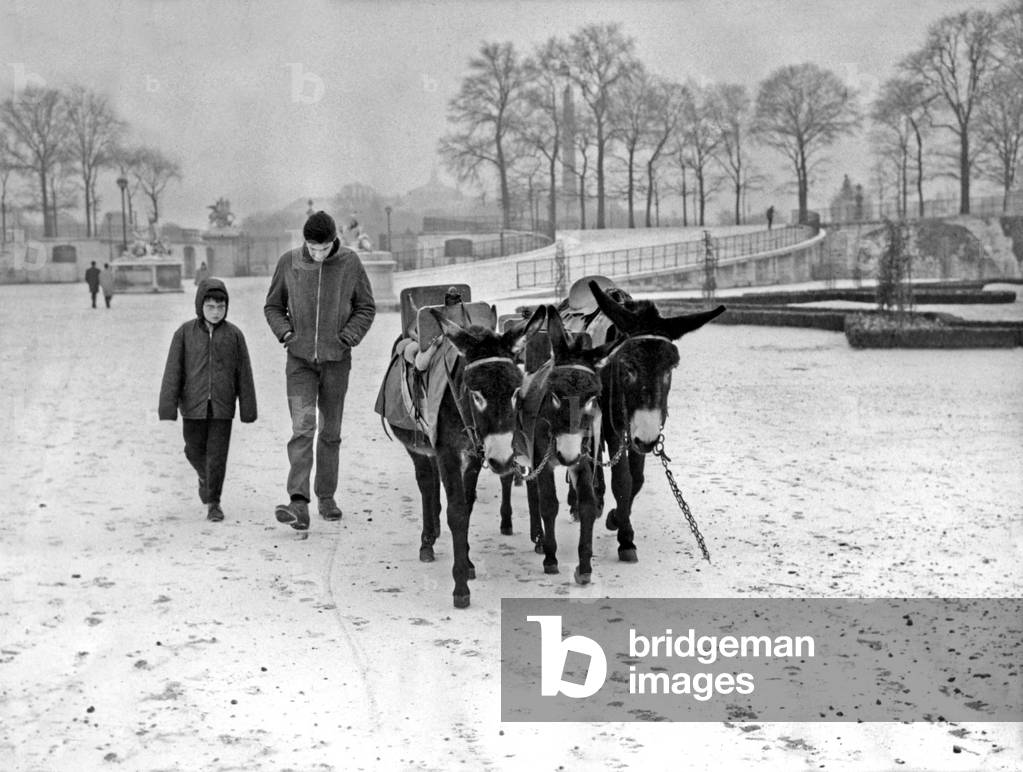 Winter in Paris, December 10, 1967 (Snow) : in Tuileries Gardens, The Donkeys (b/w photo)