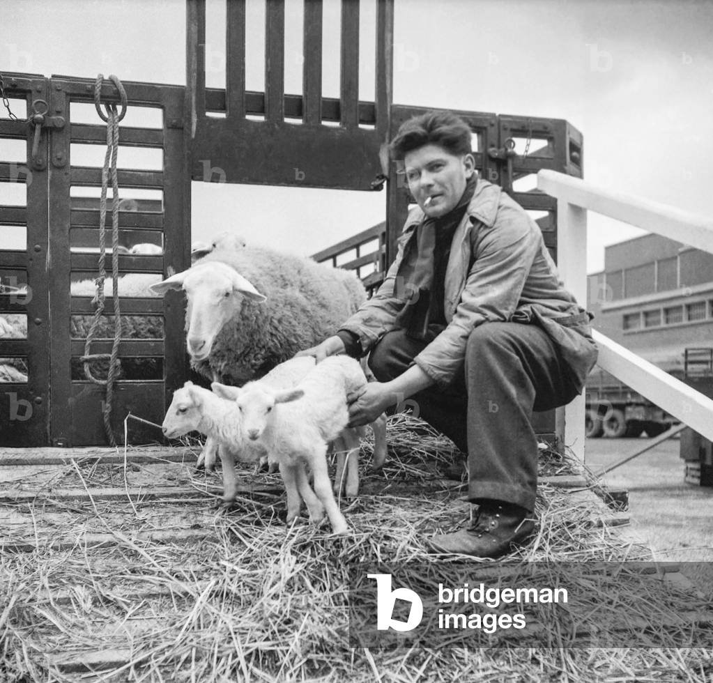 Paris Agricultural Show, February 28, 1951 : sheeps (b/w photo)