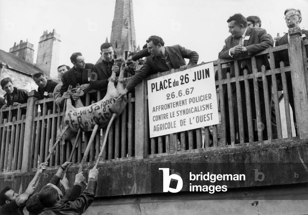 Peasant Manisfestation In Redon In Brittany Here Peasants Brandising A Pig On which is inscribed “Ca Va Bleeding” October 3, 1967 (b/w photo)