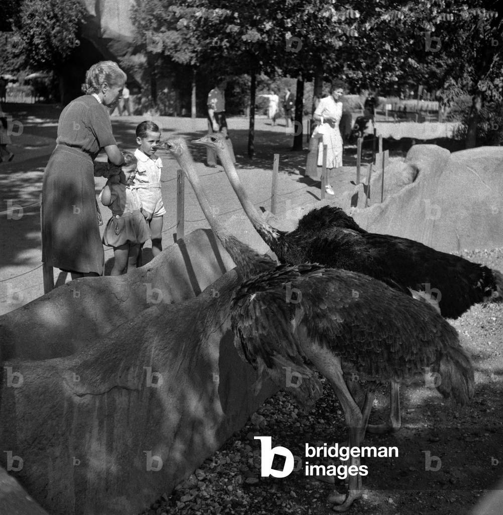 A new animal at the zoo : here ostriches July 27, 1949, Paris (b/w photo)