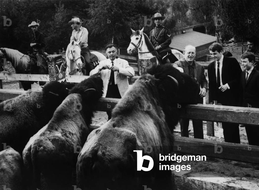 Jean Richard, Bourvil And His Children Dominique And Philippe Contemplating Their New Friend, A Bison. June 15, 1967 In Ermenonville (b/w photo)