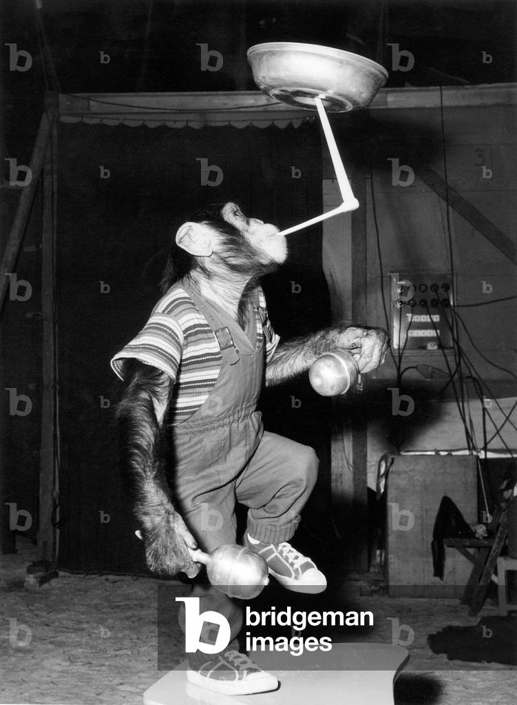 Juggler Monkey With A Plate and Maracas on June 4, 1960 (b/w photo)